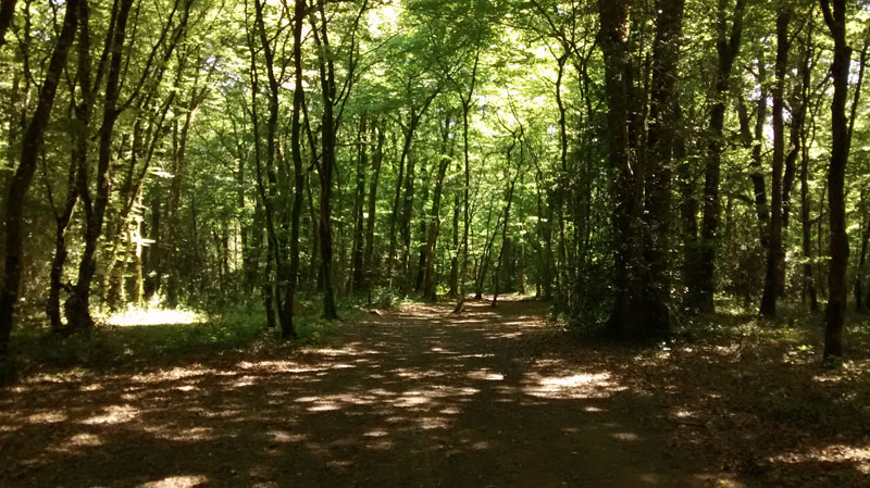 Promenades en forêt à St Laurent des Autels, à l'étang de la Foucaudière.